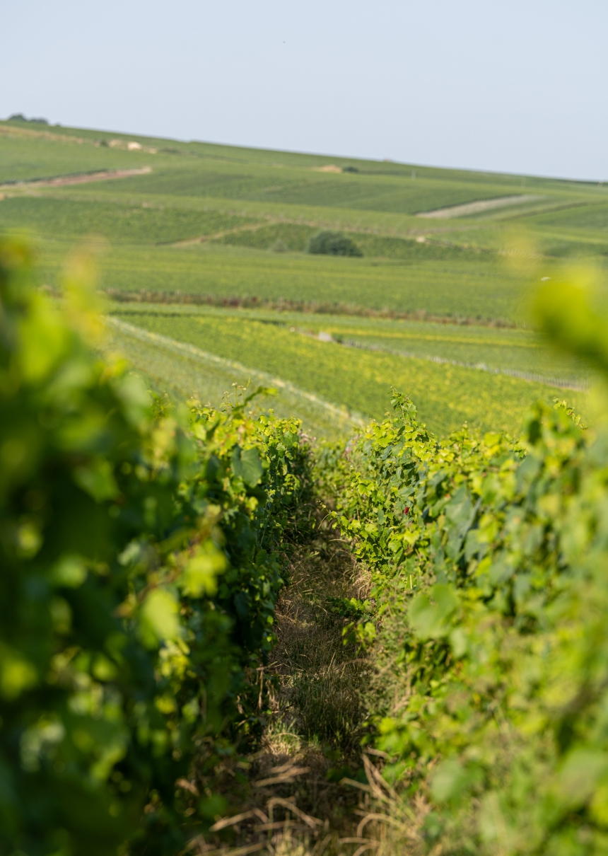 Georges Remy - vignes