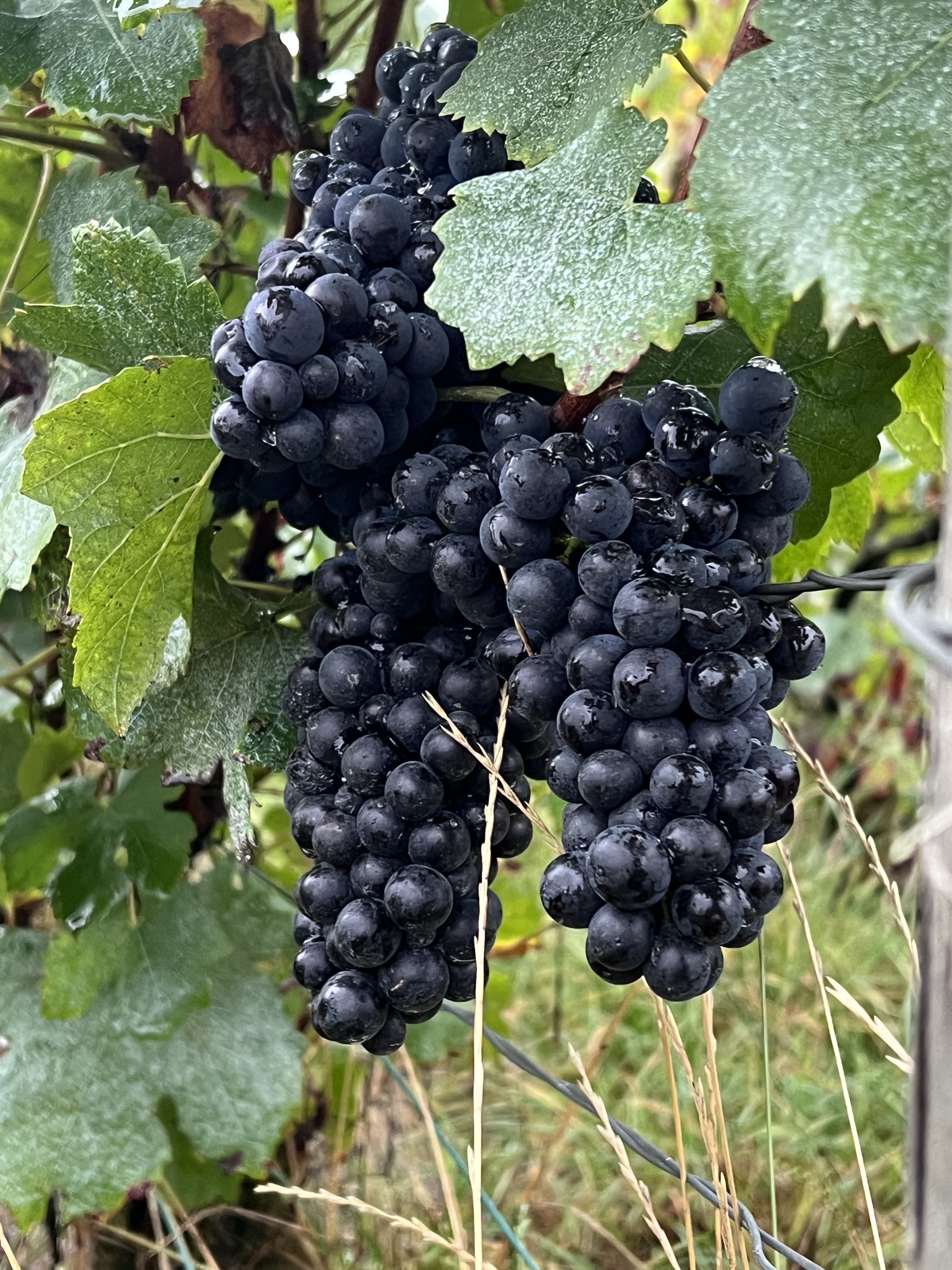 Photo grappe de raisin vigne